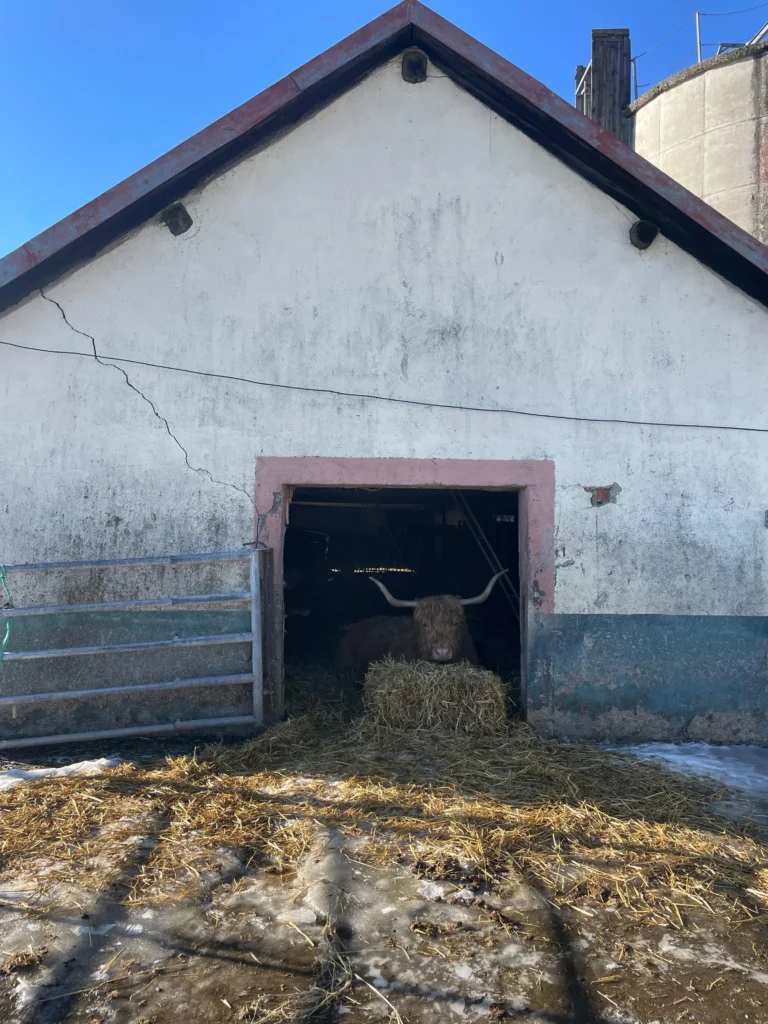 Photo animal auberge